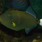 Witwen-Drückerfisch (Melichthys vidua)