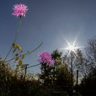 Witwenblume im Gegenlicht