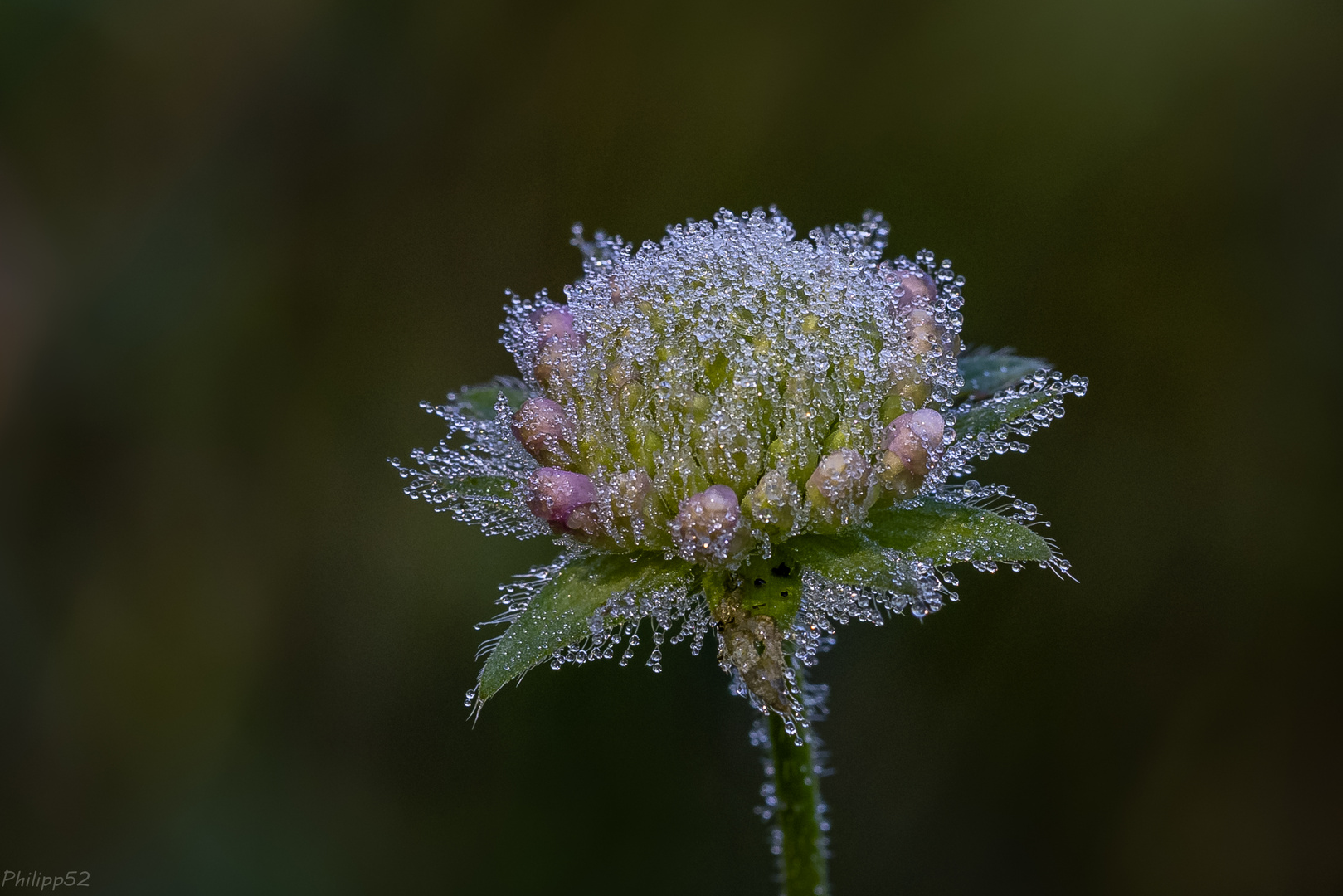 Witwenblume im Schlafrock…