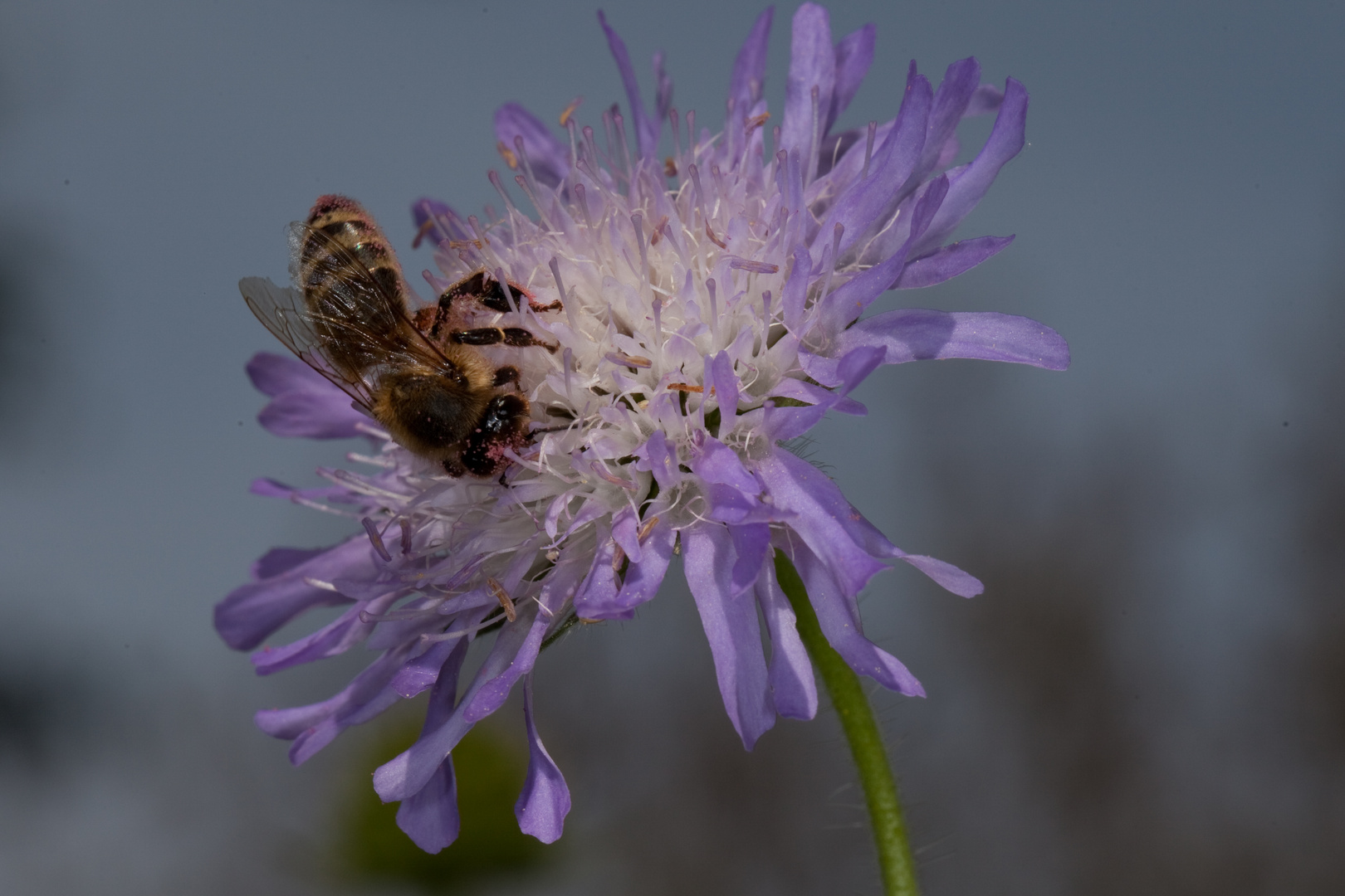 Witwenblume (Knautia arvensis)