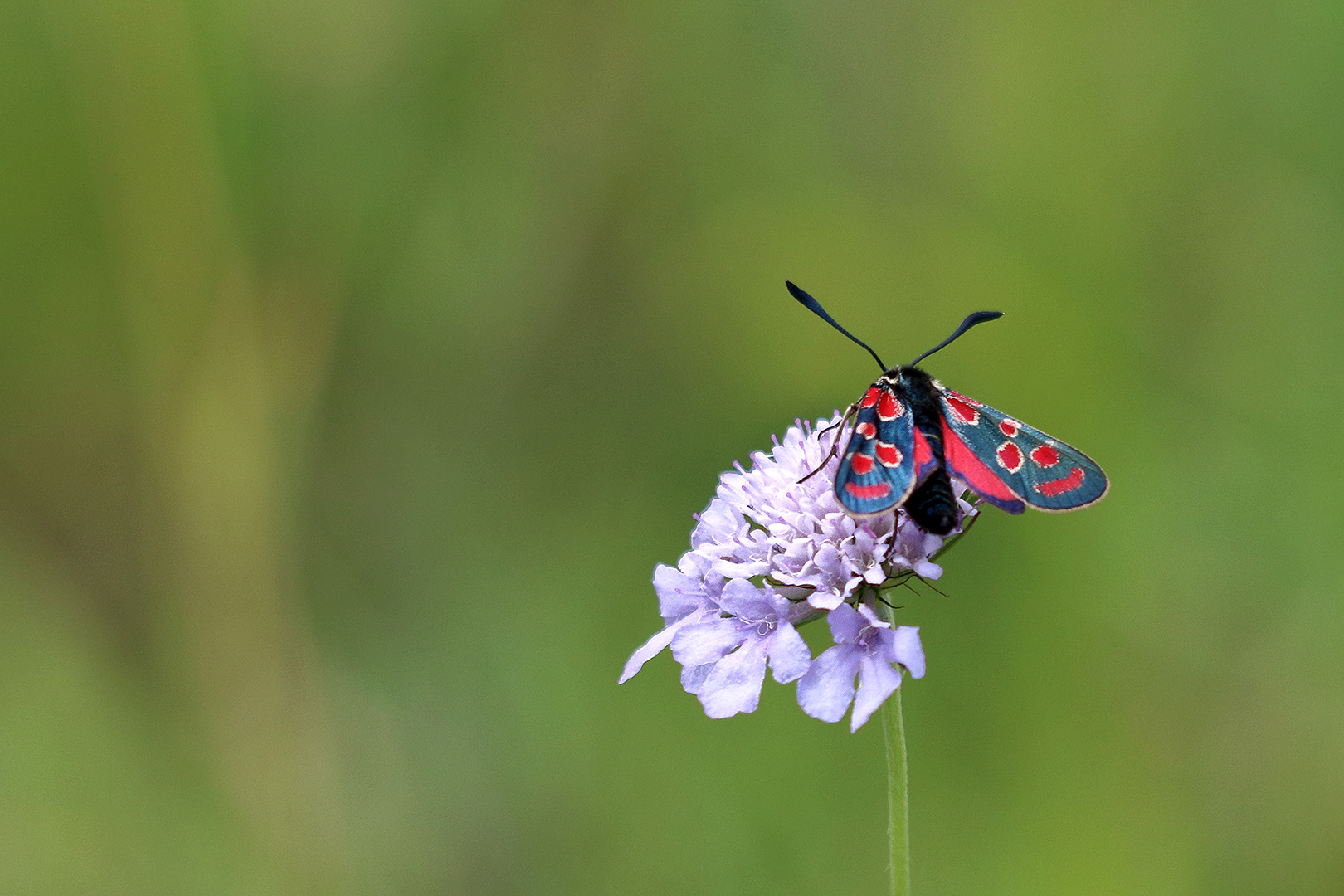 Witwenblume mit Anhang