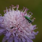 Witwenblume mit Besucher