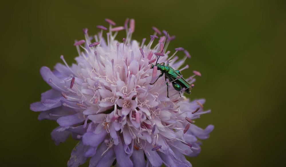 Witwenblume mit Besucher