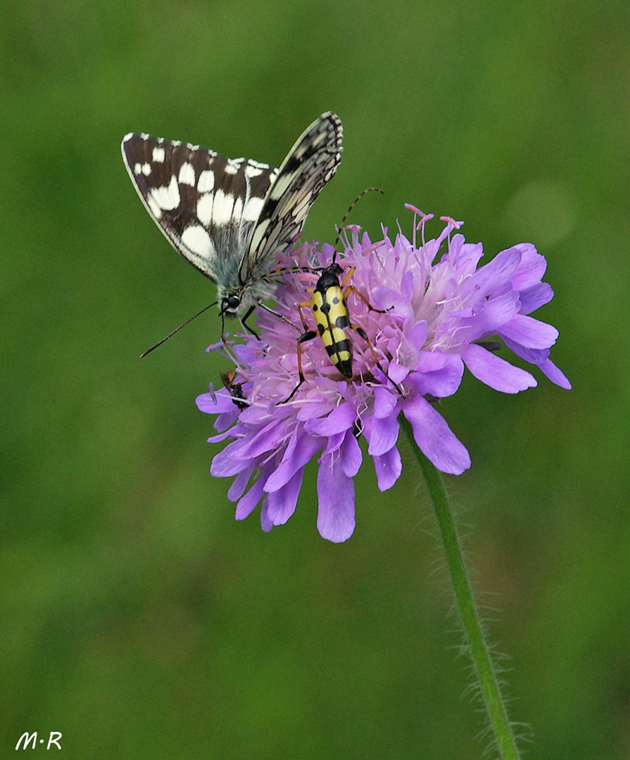 Witwenblume mit Schachbrett u.Geflecktem Schmalbock