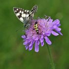 Witwenblume mit Schachbrett u.Geflecktem Schmalbock