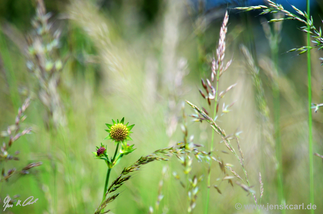 Witwenblume und Frühlingswiese