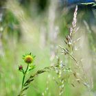 Witwenblume und Frühlingswiese