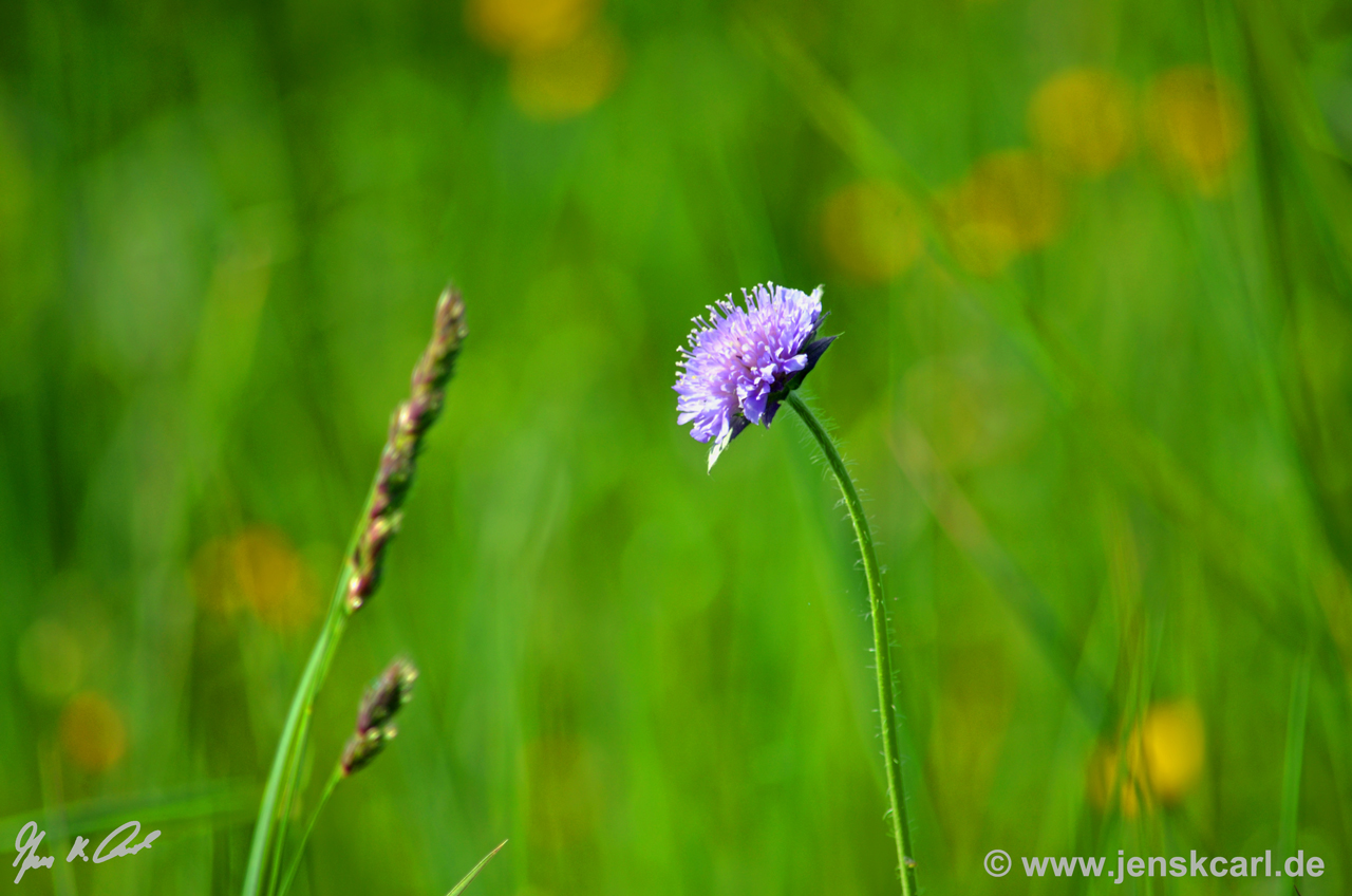 Witwenblume und Grashalm