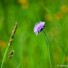 Witwenblume und Grashalm