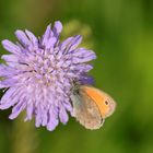 Witwenblume+kleines Wiesenvögelchen