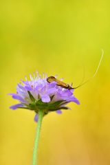 Witwenblumen-Langhornfalter #2