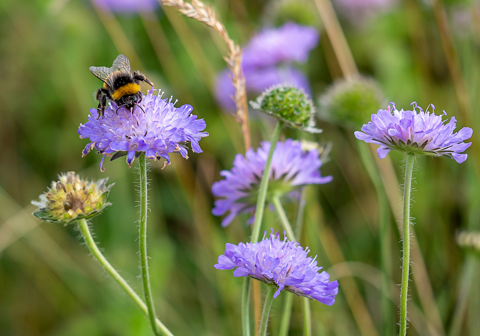 Witwenblumen mit Hummelbesuch