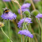 Witwenblumen mit Hummelbesuch