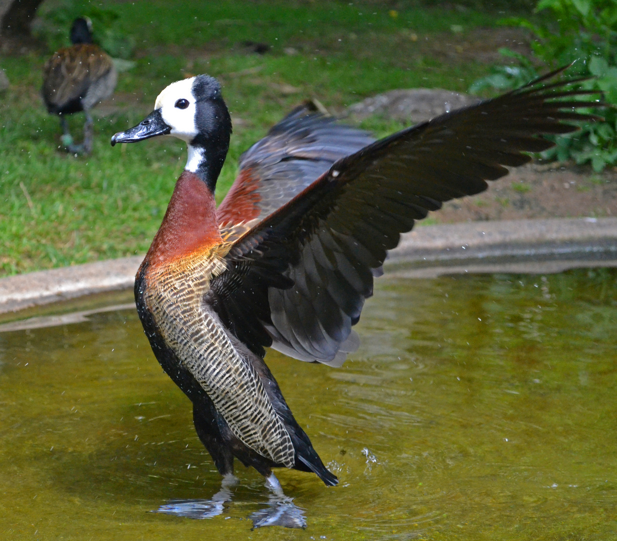 Witwenente in der Wilhelma