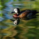 Witwenpfeifgans, White Faced Duck, Dendrocygna viduata