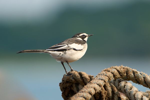 Witwenstelze an Bord