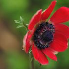 Witzige rote Anemone