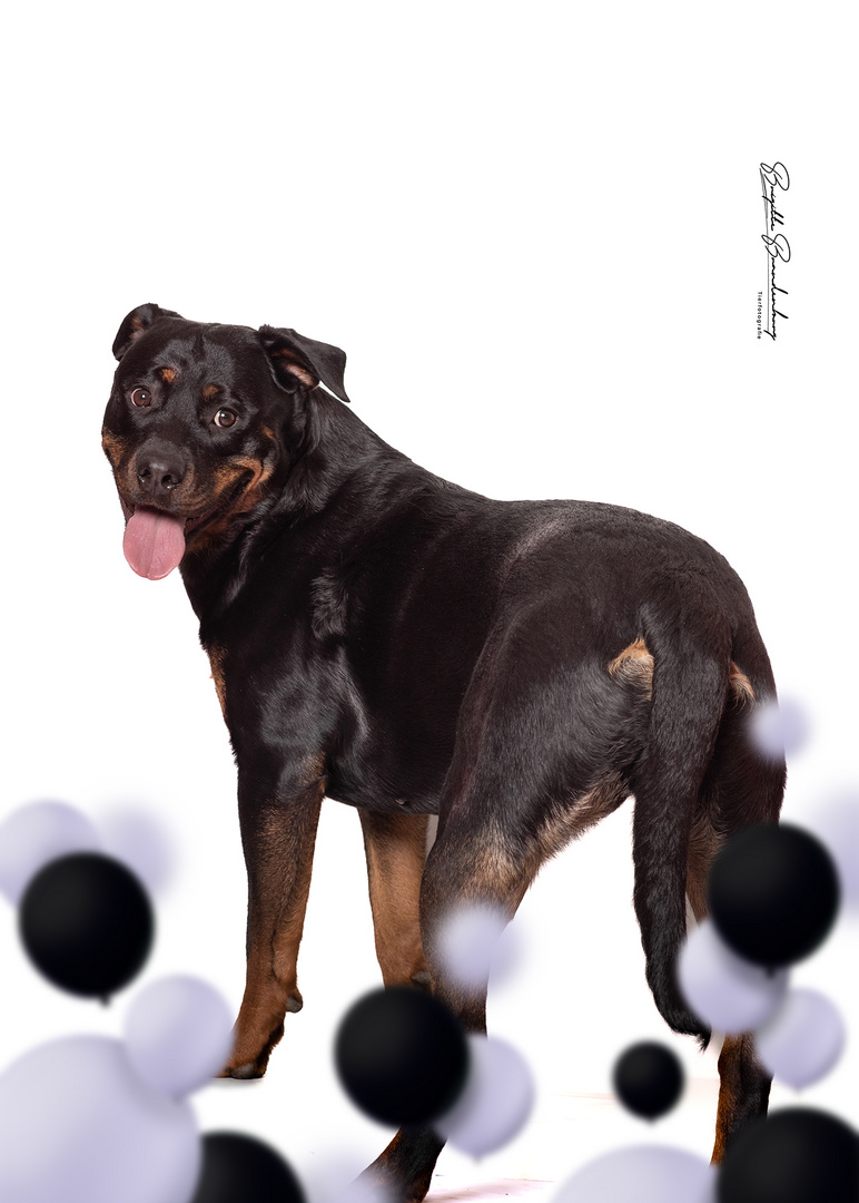 Witzige Rottweiler Dame 