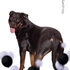 Witzige Rottweiler Dame 