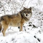 WiW Wolf im Winter, Gehegezone 1 NP Bayerischer Wald
