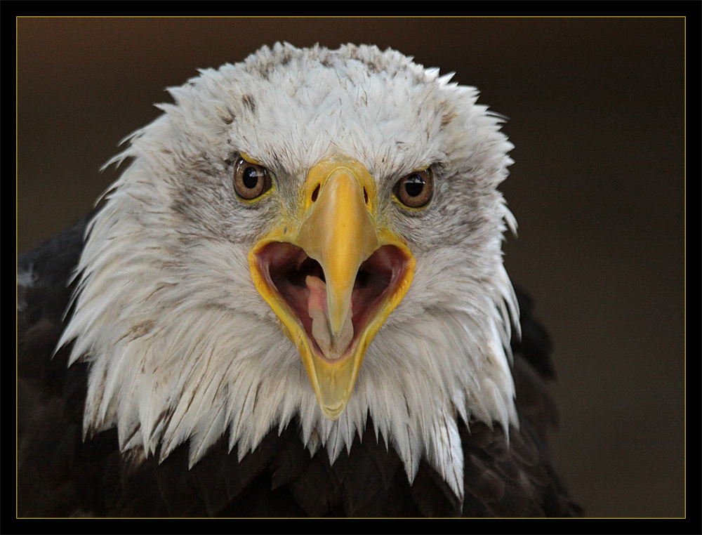 WK-Seeadler 'ZORRO'