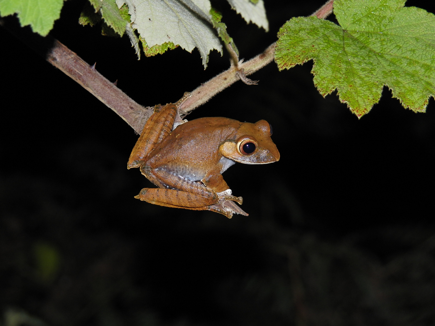 (W)(Kl)etterfrosch (Boophis madagascariensis)