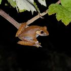 (W)(Kl)etterfrosch (Boophis madagascariensis)