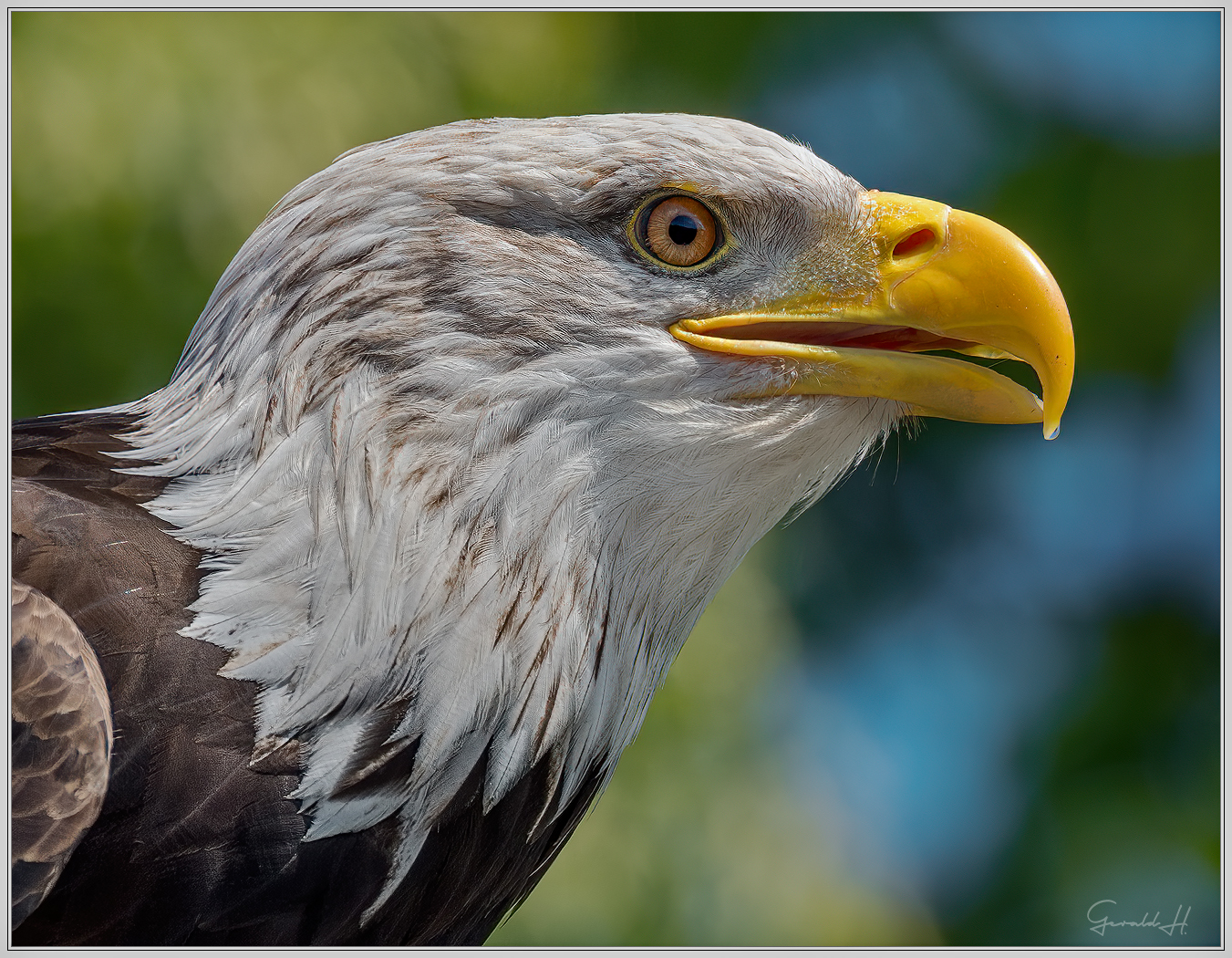 WKSA - Weißkopfseeadler