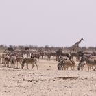 WL in der Etosha 