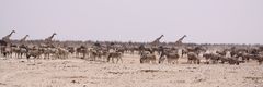 WL in der Etosha 