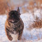 Wladimir - Rennsemmel im Schnee ;)