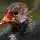 WM-Fan in den "Nationalfarben"... :-))))) Bleßhuhnküken