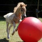 WM-Ponyfohlen in Action