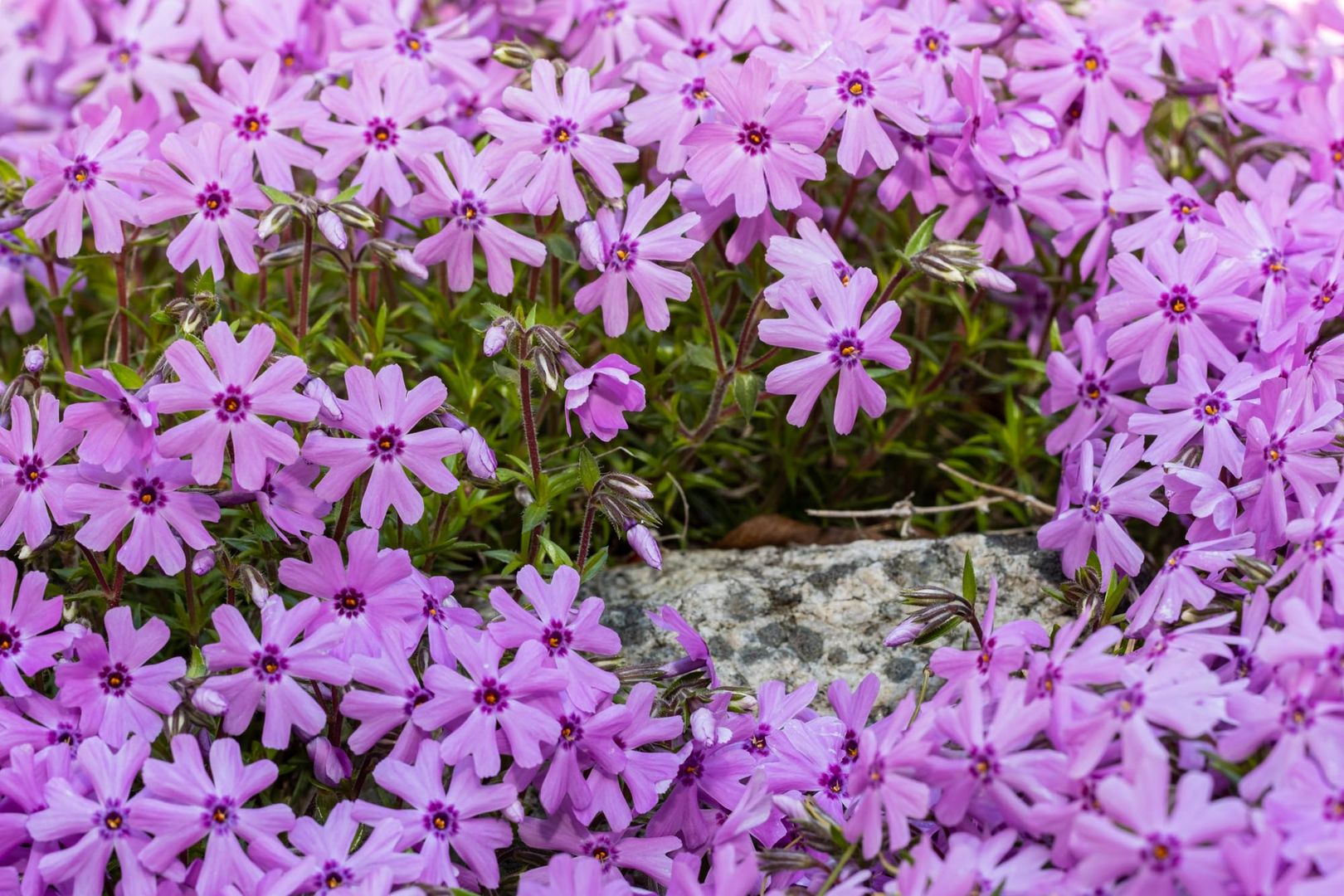 Wndow in a Pink Carpet