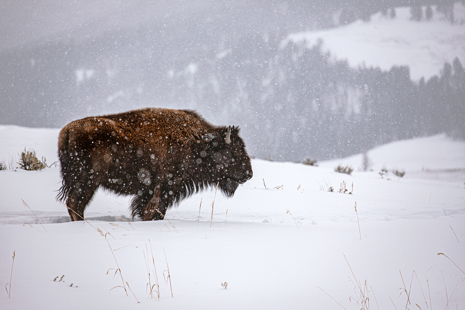 Wnter im Yellowstone