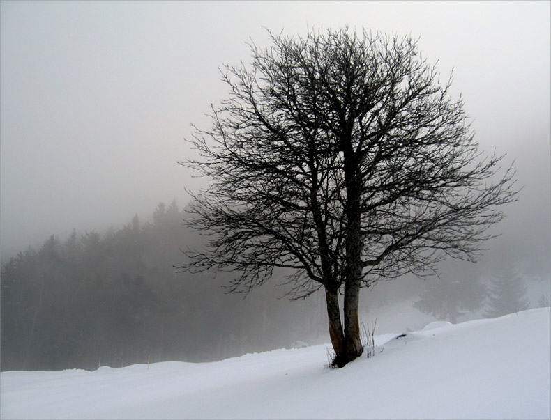 Wntertraum - Winterbaum