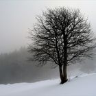 Wntertraum - Winterbaum