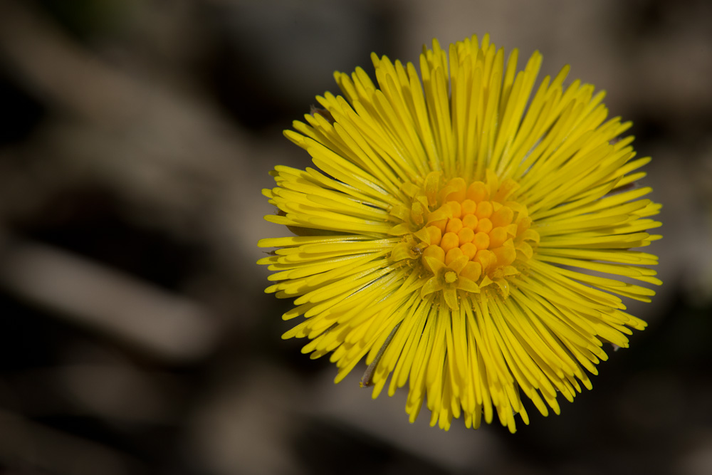 Wo-13/14: Die kleine Blüte in der grossen Blüte des Huflattich