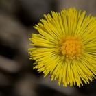 Wo-13/14: Die kleine Blüte in der grossen Blüte des Huflattich