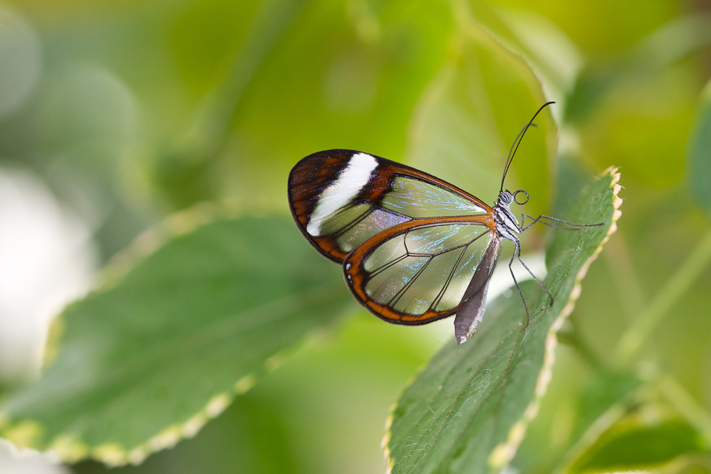 Wo-16/15: Glasflügler im Schmetterlingshaus auf der Insel Mainau