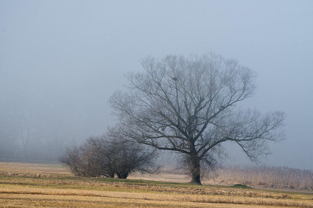 Wo-50/15: Herbst-Nebel, der Winter will nicht kommen