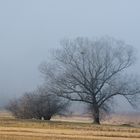 Wo-50/15: Herbst-Nebel, der Winter will nicht kommen