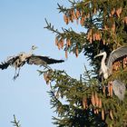 Wo-52/15: Da ist jemand im Anflug und kommt zu Besuch