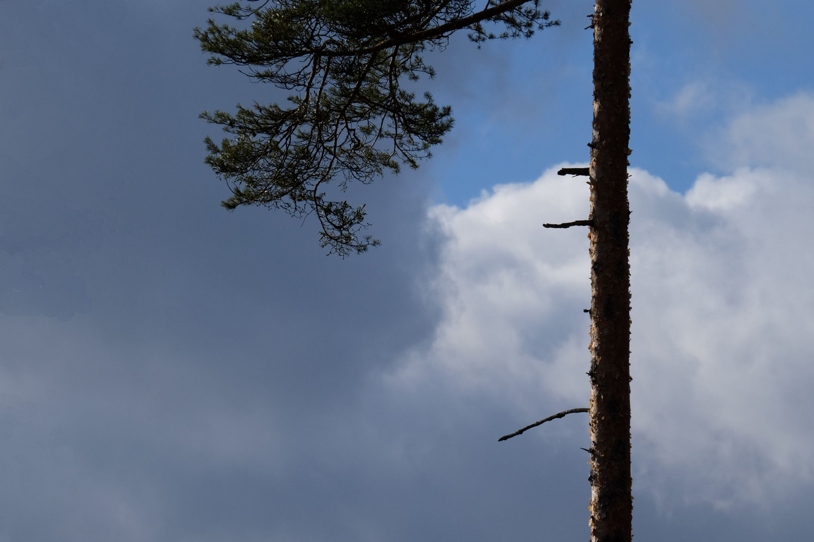 ...wo Bäume in den Himmel wachsen..