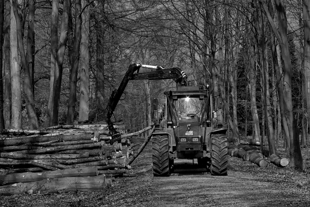 wo Bäume sind, da sind auch die Holzfäller