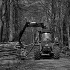 wo Bäume sind, da sind auch die Holzfäller