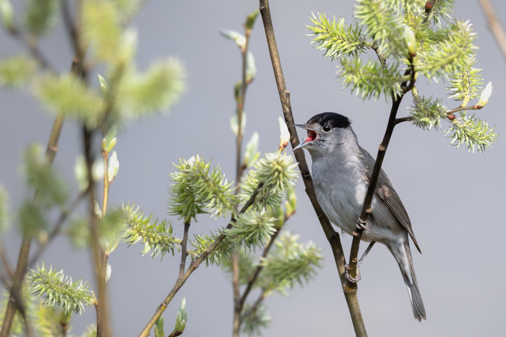Wo bist Du? Ich bin hier! Foto & Bild tiere, wildlife, wild lebende vögel Bilder auf