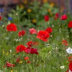 Wo bitte bleibt der Frühling?