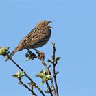 Wo... bitte bleibt der Frühling? Grauammer beim Singen 