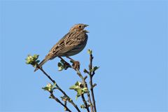 Wo... bitte bleibt der Frühling? Grauammer beim Singen 